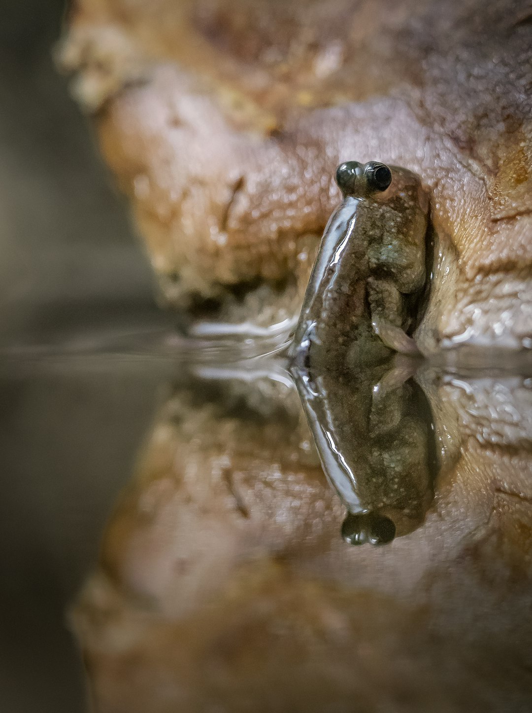 Anatomy of a Land-Strolling Fish (Image Credits: Unsplash)