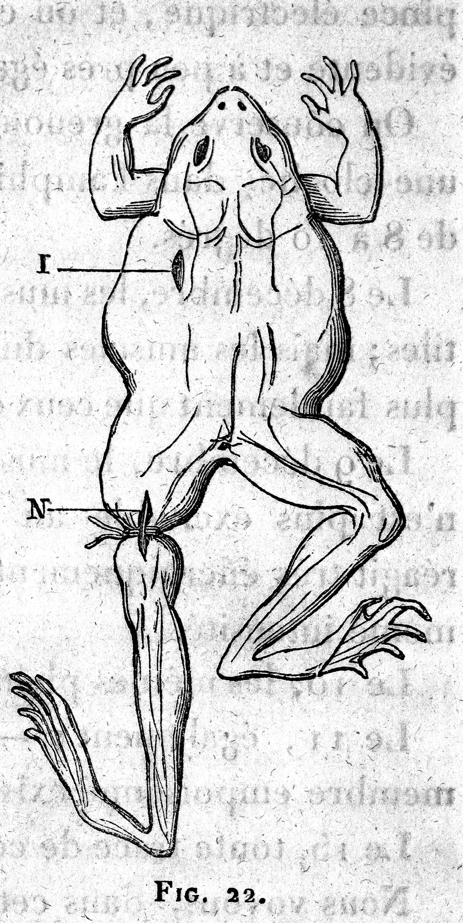 The Hidden Clues: Animals as Living Physics Experiments (Image Credits: Wikimedia)