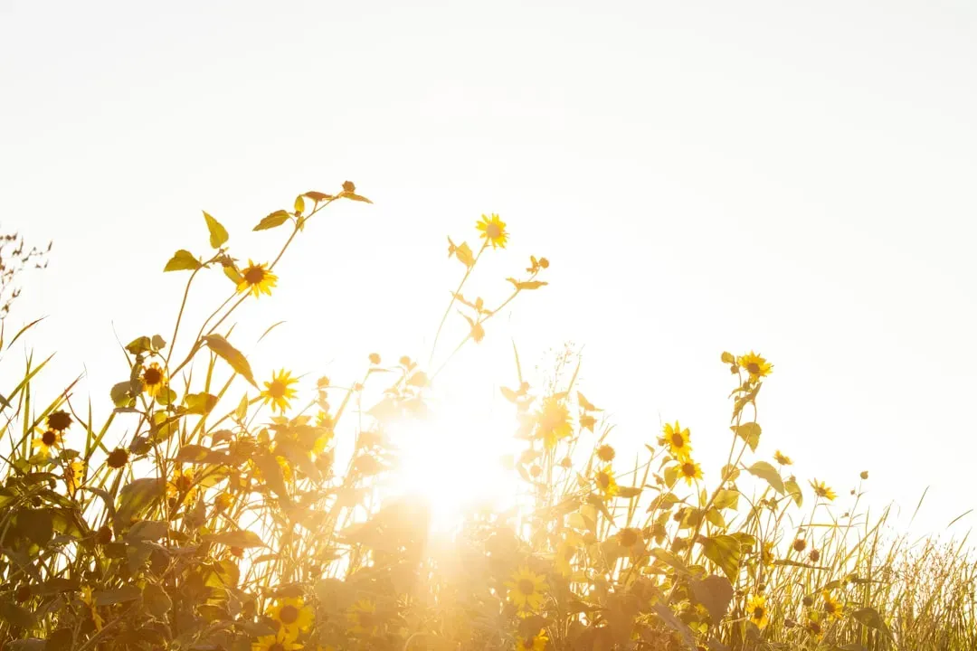 Why Sunshine Can Feel Distracting, Not Uplifting (Image Credits: Unsplash)