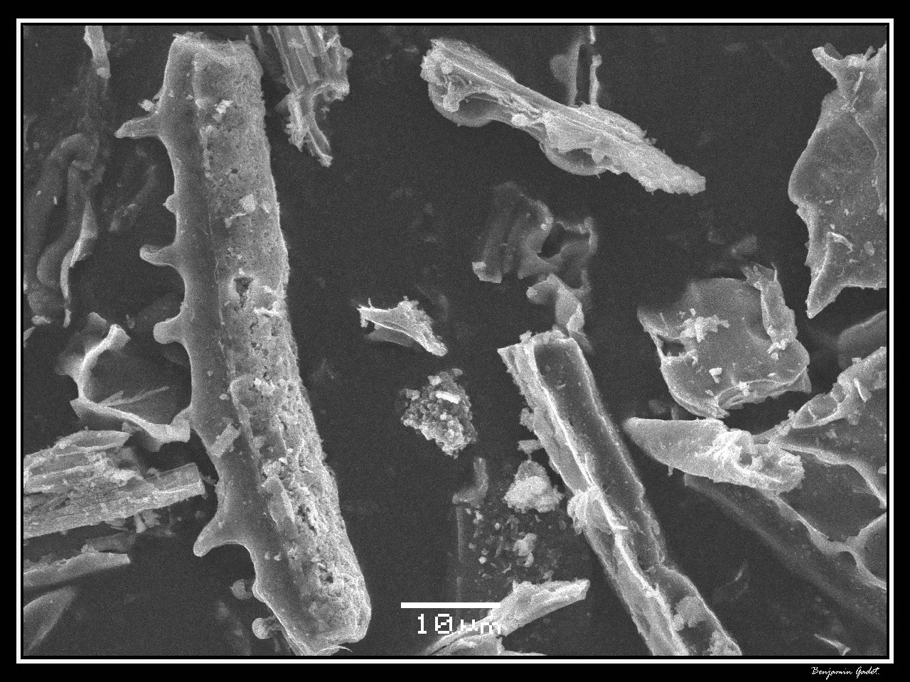 10. The Rise of Grasses Recorded in Tiny Phytolith Fossils (By Benjamin Gadet, CC BY-SA 3.0)