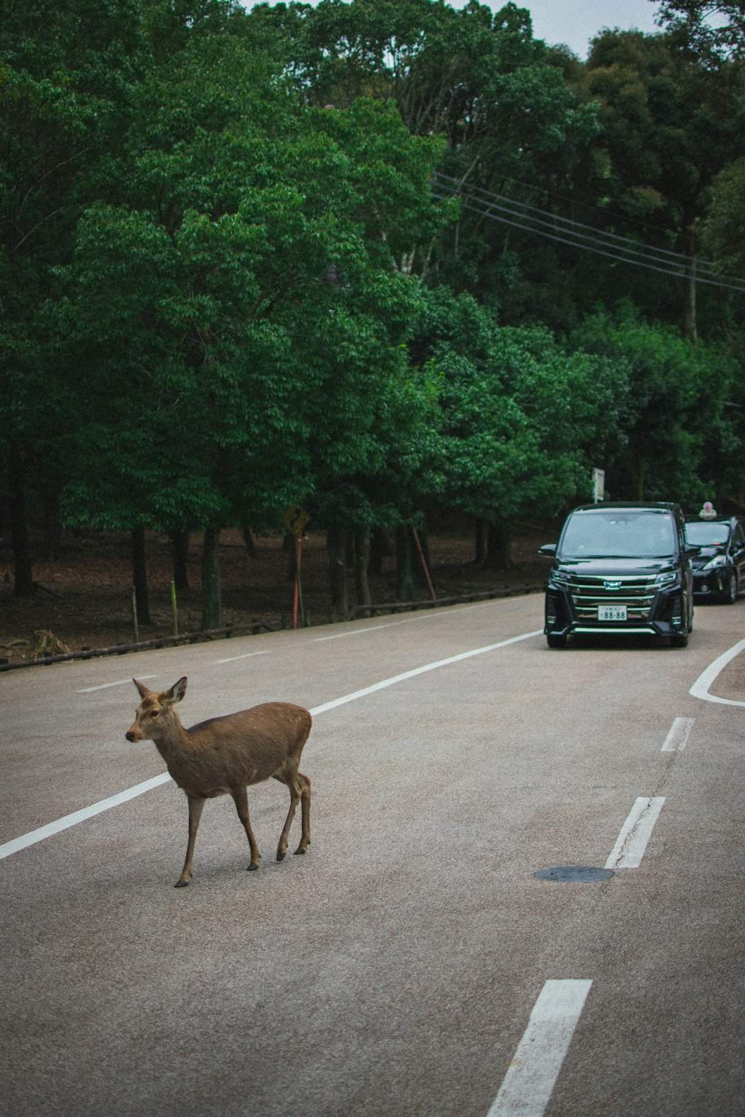 When the World Changes: Light Pollution, Climate Shifts, and Urban Obstacles (Image Credits: Unsplash)