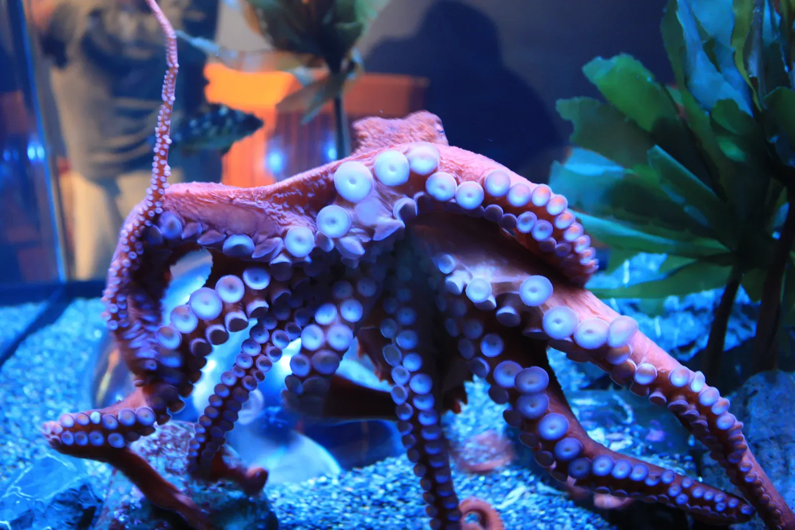 9. Cracking Jars, Latches, and Mazes for a Snack (Giant Pacific Octopus (Octopus dofleini)Uploaded by Magnus Manske, CC BY 2.0)