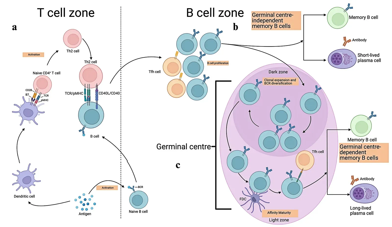 Conclusion: Your Body Knows More Than Your Brain Lets On (By Madiha Zahra Syeda, Tu Hong, CC BY 4.0)