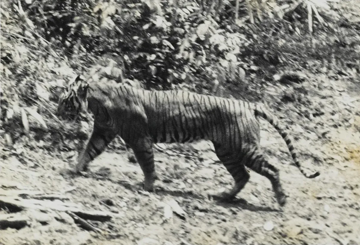 #6 - Javan Tiger (By Andries Hoogerwerf (29 August 1906 – 5 February 1977), Public domain)