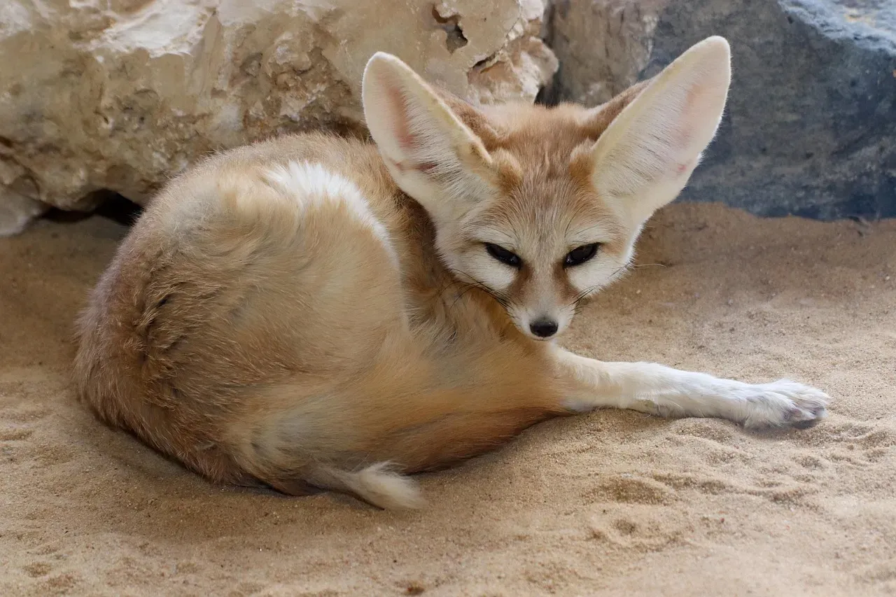 Fennec Fox Ears as Radiators (Image Credits: Pixabay)