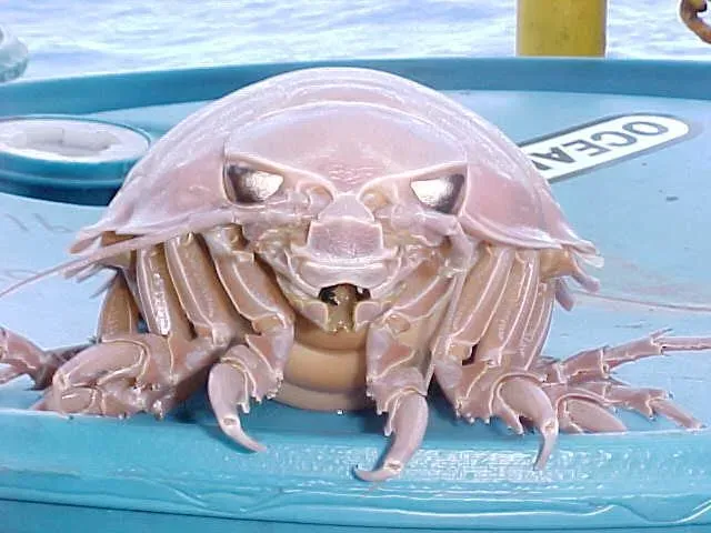 The Giant Isopod: An Armored Tank on the Seafloor (Image Credits: Wikimedia)