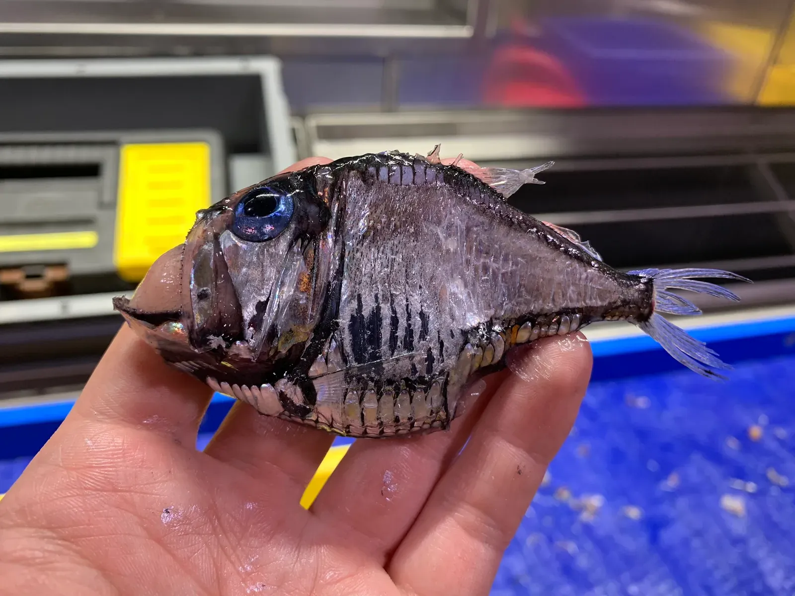 7. Deep-Sea Hatchetfish – Living Mirrors in the Midnight Zone (By HulloThere, CC BY-SA 4.0)