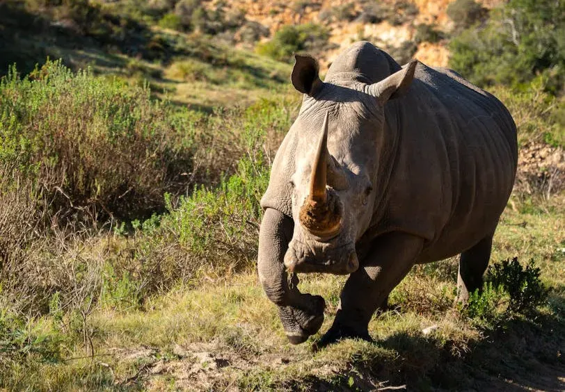Why Protecting Endangered Species Is Also Self-Defense (Image Credits: Pexels)