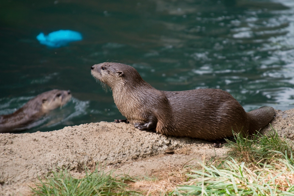 Aries: The Fearless River Otter (Image Credits: Rawpixel)