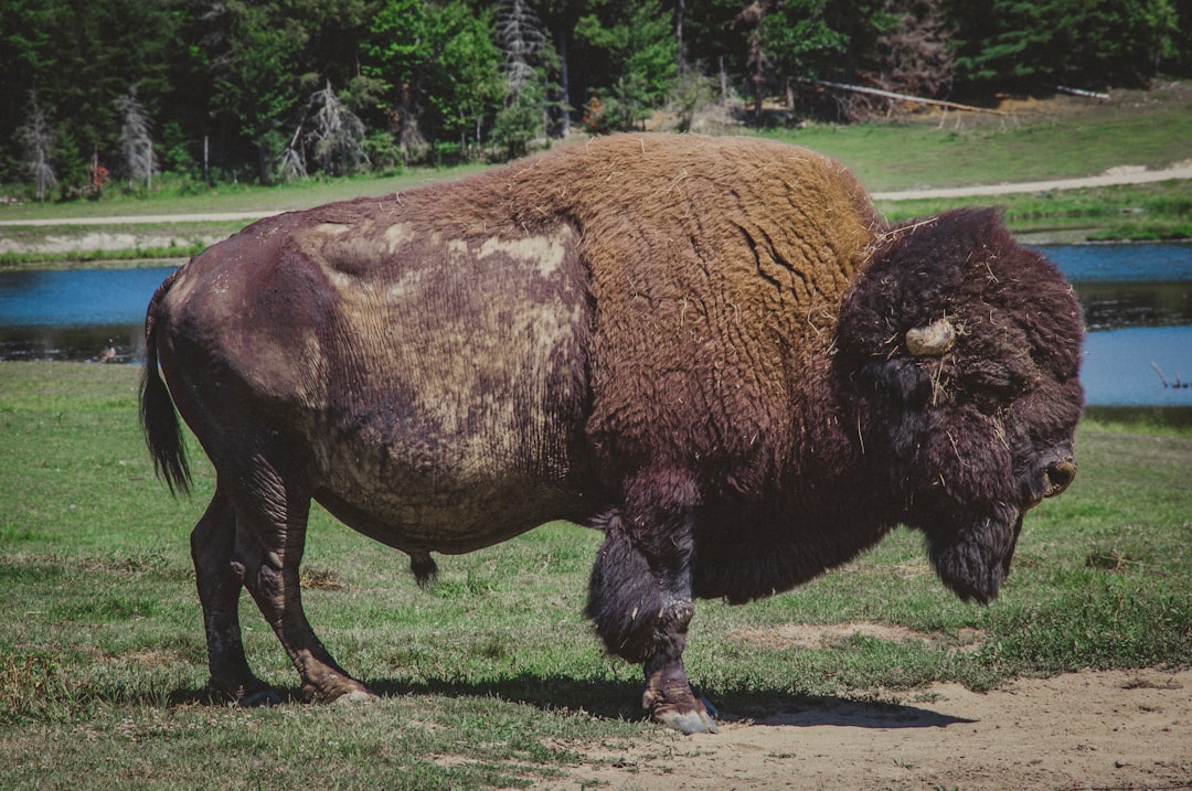 European Bison (Image Credits: Unsplash)