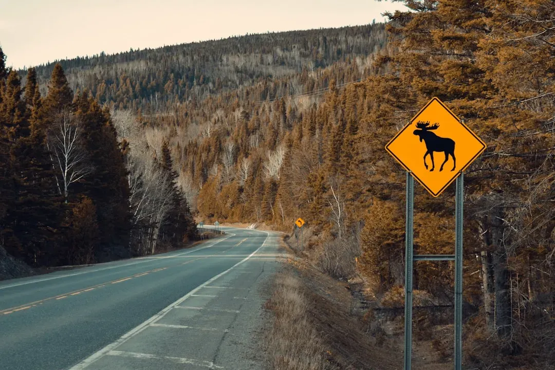 Reading the Warning Signs Before a Moose Charges (Image Credits: Unsplash)