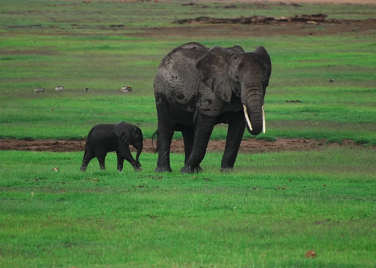 Vibrations and Tremors Through the Ground (Image Credits: Pixabay)