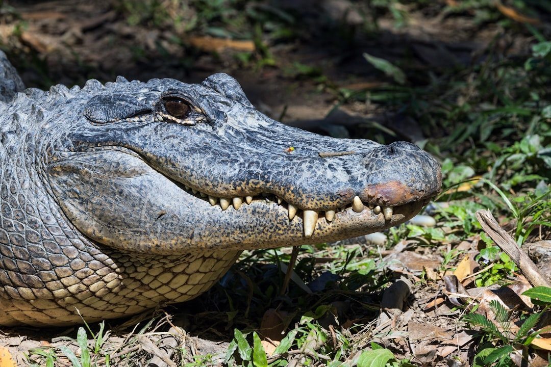 Swamp Ghosts: American Crocodiles at the Edge of Salt and Fresh Water (Image Credits: Unsplash)