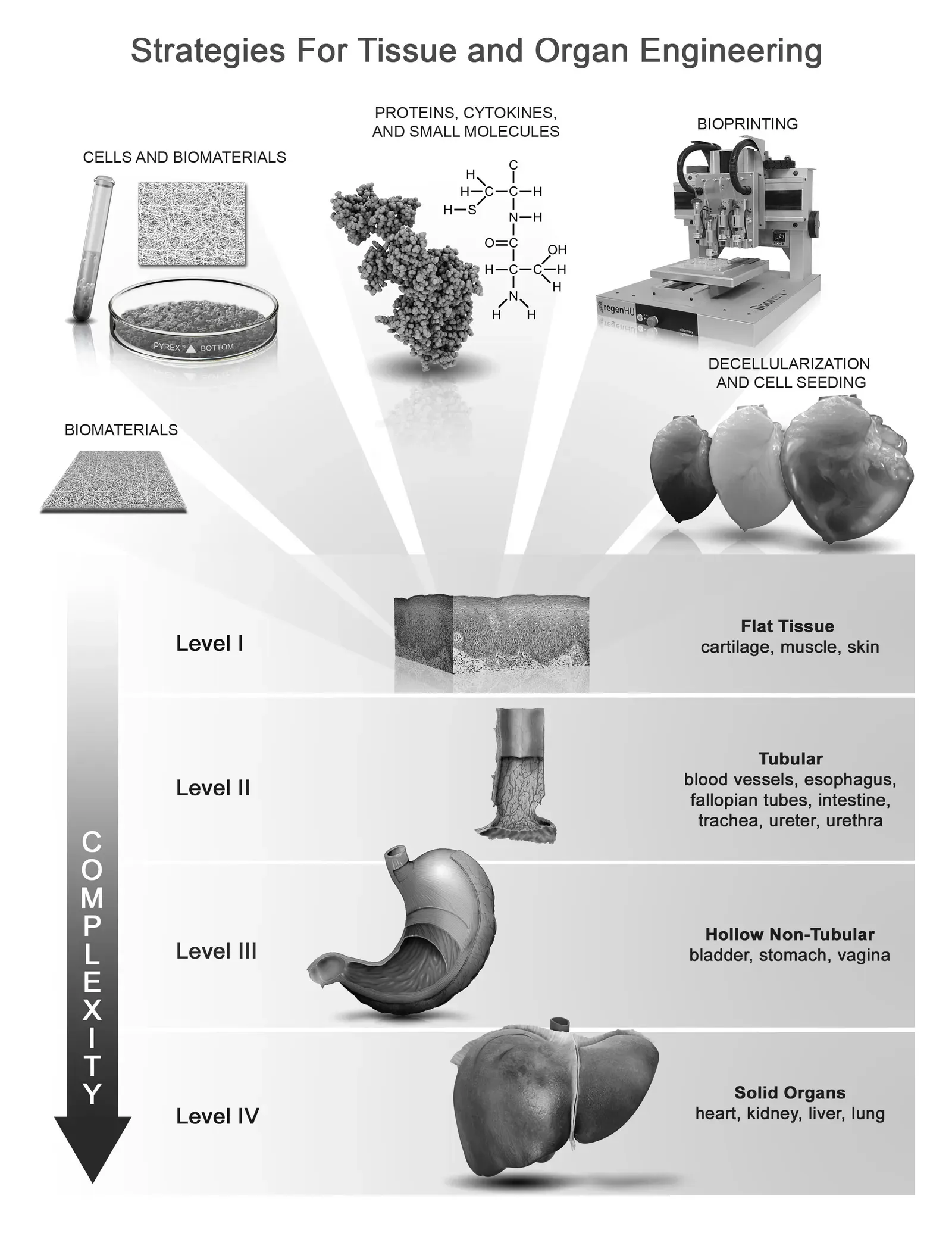 The Future Landscape: Tapping Into the Body’s Own Repair Toolkit (Image Credits: Wikimedia)