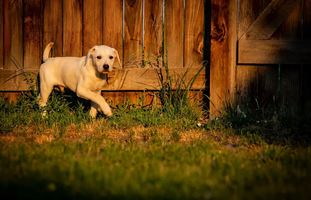 You Think the Backyard Is Enough (But Your Dog’s Body Disagrees) (Image Credits: Unsplash)