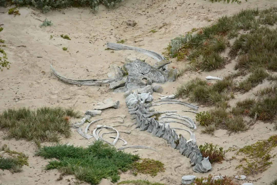 #10 - Whale Skeletons Buried in Desert Sand (Image Credits: Unsplash)
