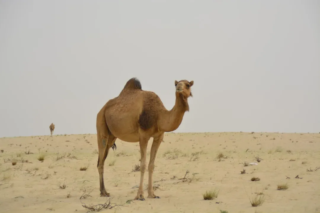 The Camel's Desert Survival Machine: Built for Punishment (Image Credits: Unsplash)