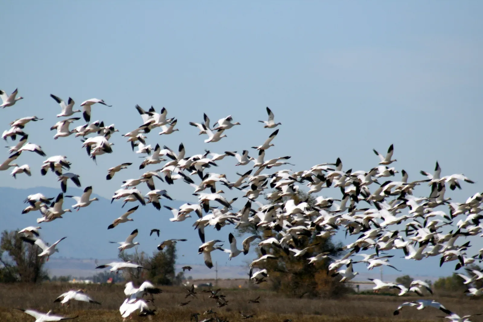 Migration Timing, Fatigue, and Energy Economics (self-madeTransferred from en.wikipedia, CC BY-SA 3.0)