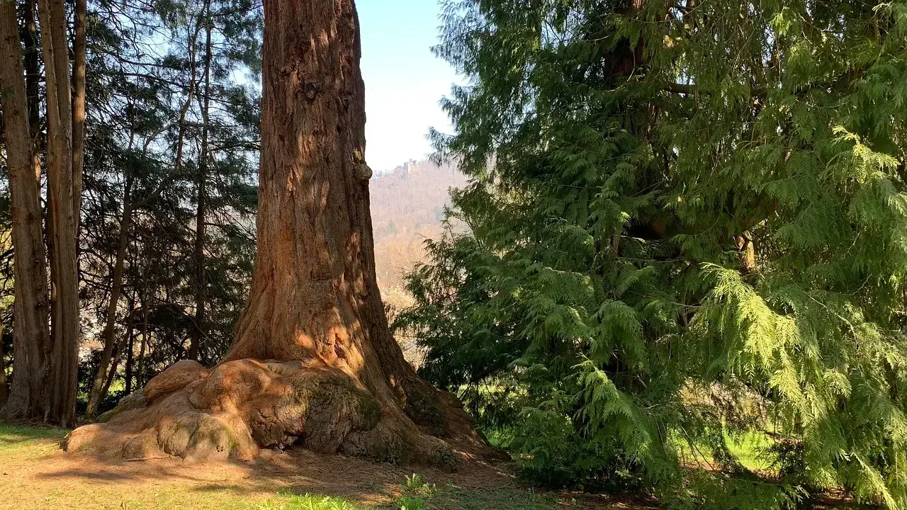 Deep Roots, But Not Too Deep: How Sequoias Drink and Stay Stable (Image Credits: Pixabay)