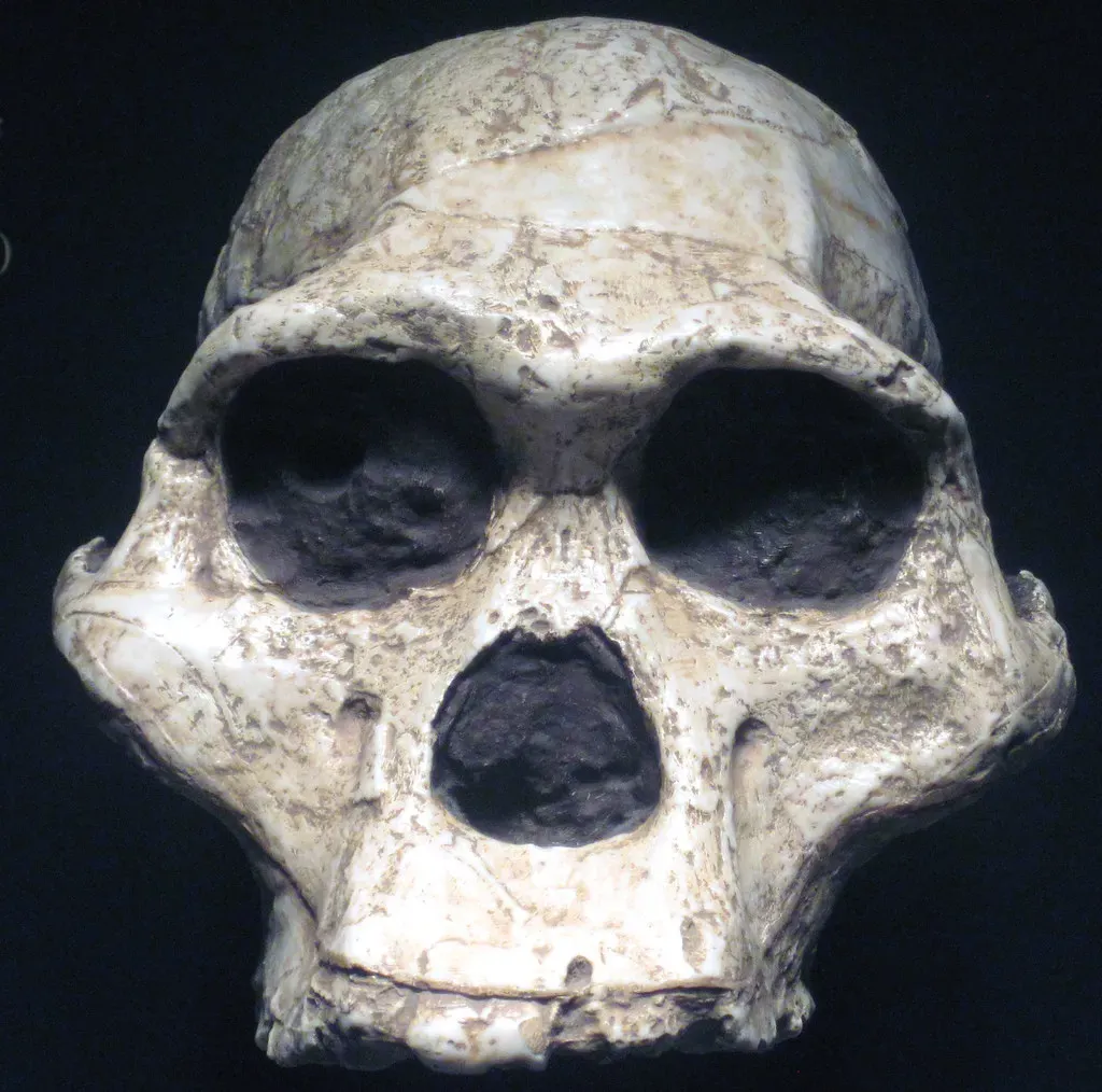 9. The First Australopithecus: A Quarry Find That Shifted the Cradle of Humankind (James St. John, Flickr, CC BY 2.0)