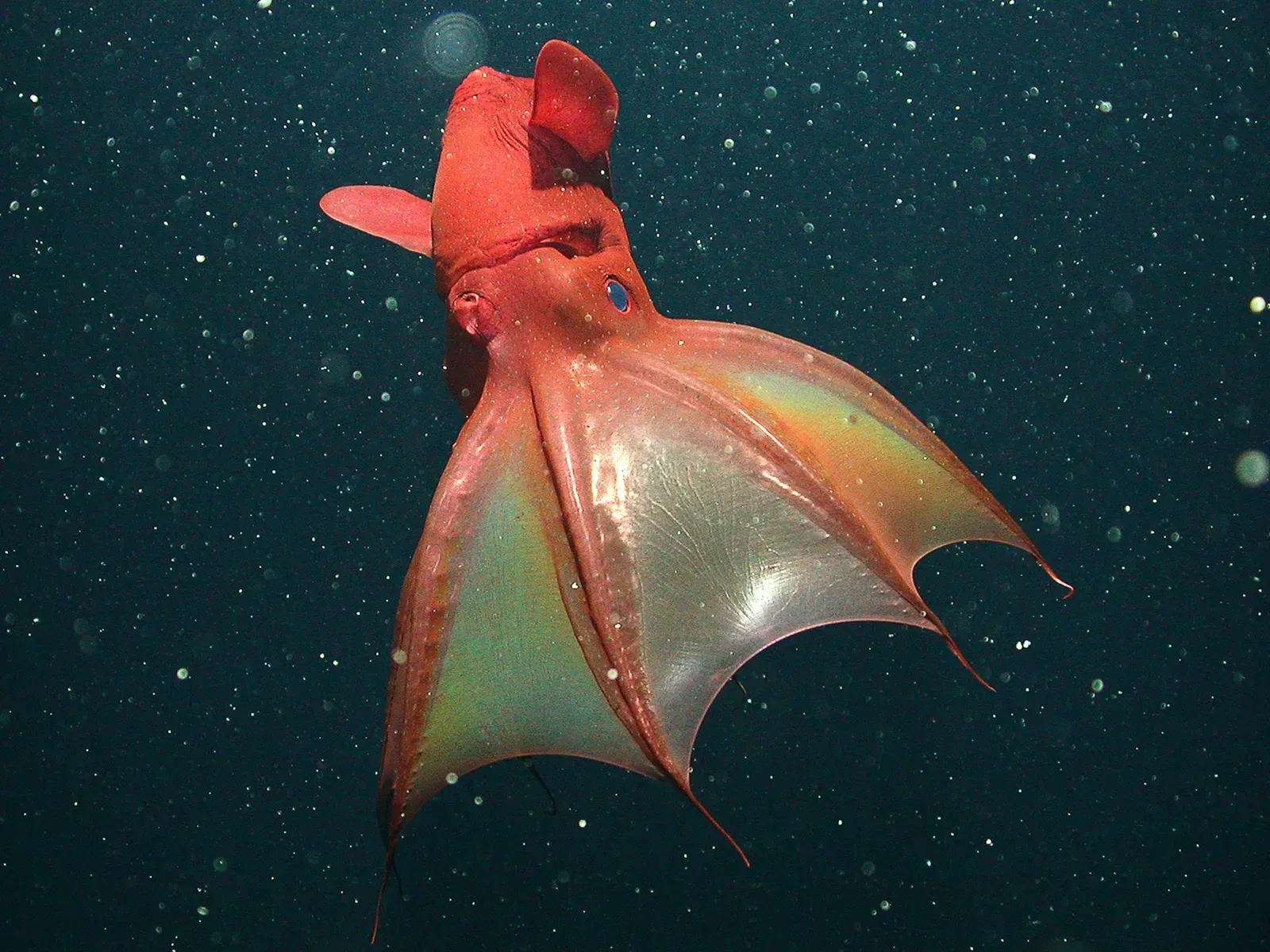 Vampire Squid: The Cloaked Phantom Of The Dark Ocean (Image Credits: Wikimedia)
