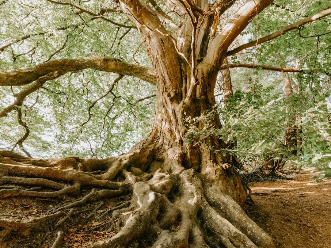 Mother Trees and the Limits of the Metaphor (Image Credits: Unsplash)