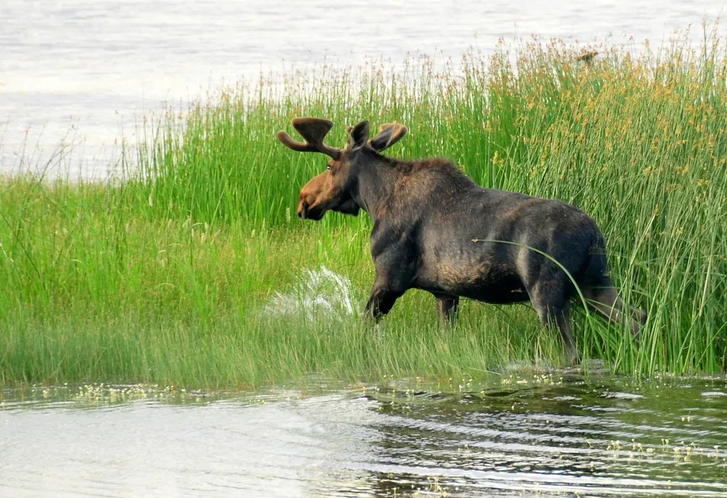 Learn The Typical Places You Are Most Likely To See A Moose (USFWS Mountain Prairie, Flickr, CC BY 2.0)