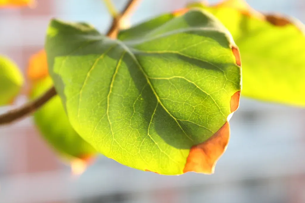 #6 - Stomata Slam Shut to Stop Water Loss in Its Tracks (http://globalquiz.org, Flickr, CC BY 2.0)