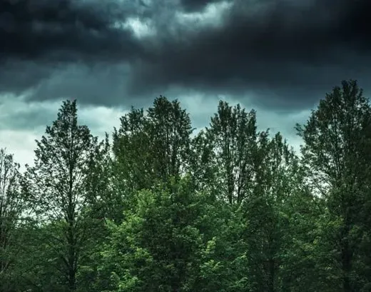 Conclusion: The Next Time the Forest Holds Its Breath (Image Credits: Pexels)