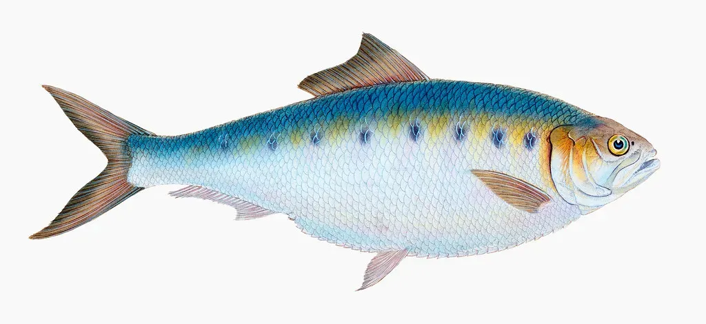 14. American Shad and Other Migratory Fish Returning to Freed Rivers (Free Public Domain Illustrations by rawpixel, Flickr, CC BY 2.0)