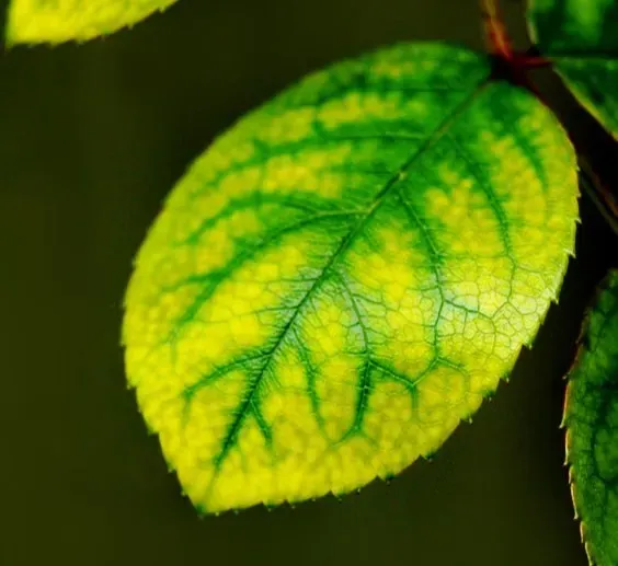 #1 - Yellowing Between the Veins (While Veins Stay Green) (Image Credits: Pexels)