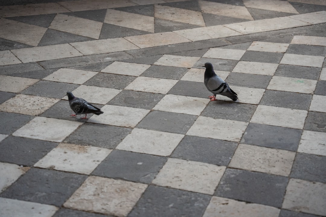 Pigeons: The Tiny Chess Masters Beating Us at Our Own Games (Image Credits: Unsplash)