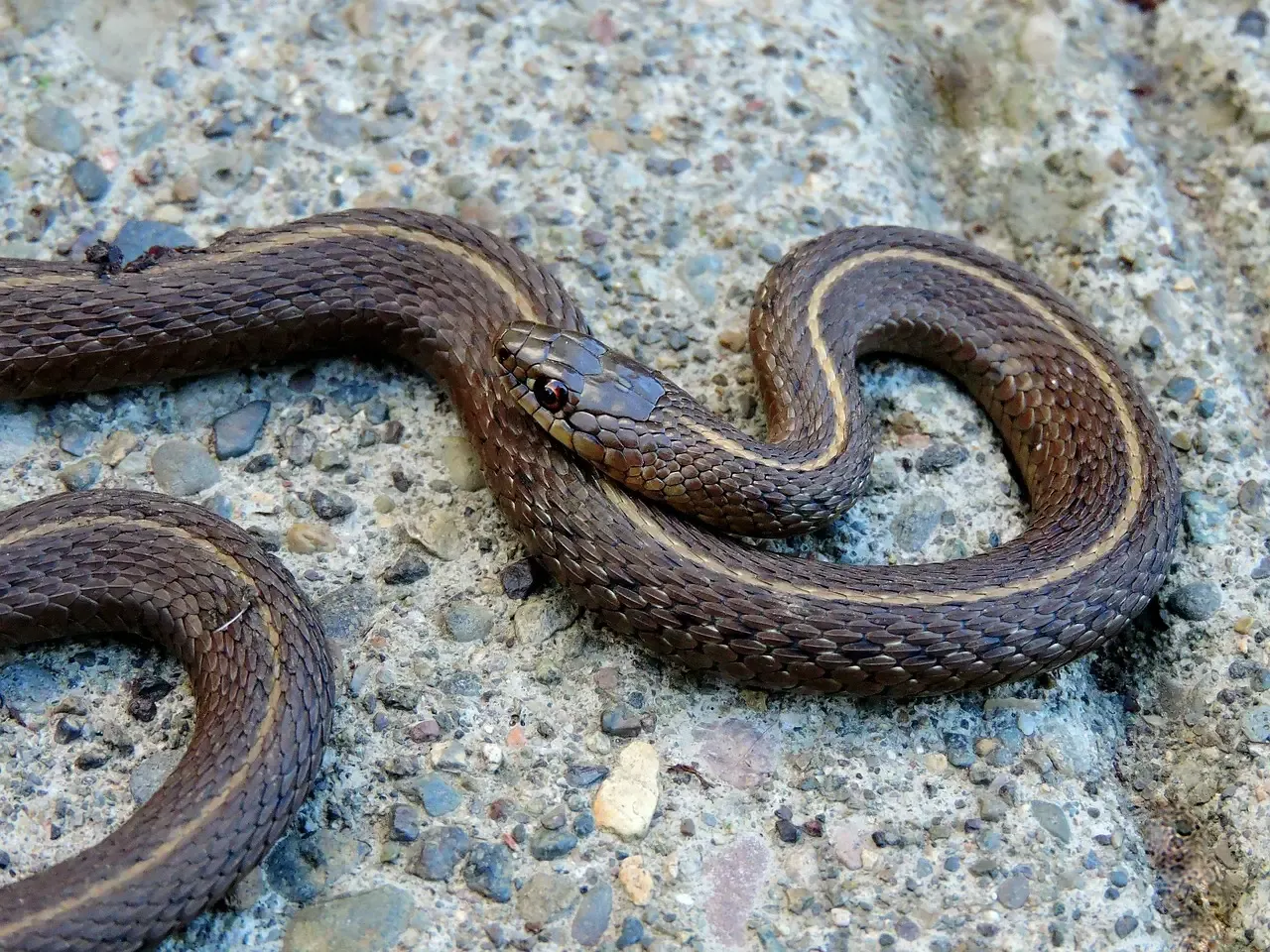 They Can Tolerate Venom That Would Kill Other Animals (Image Credits: Pixabay)