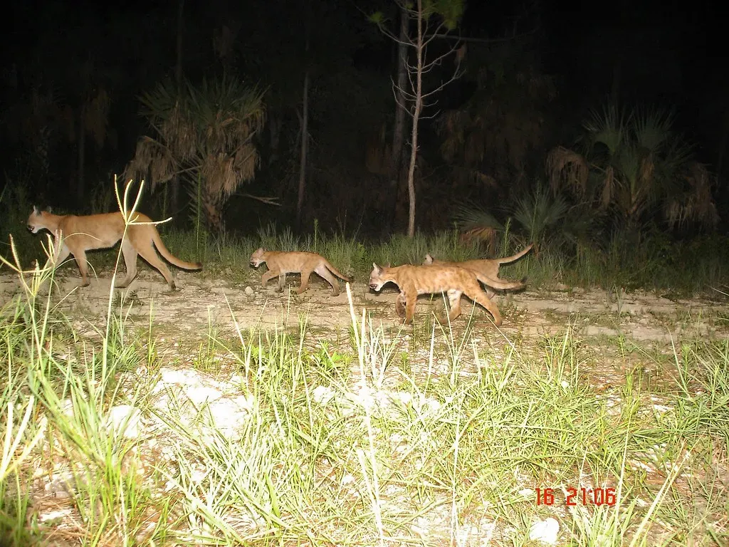 Florida Panther – The Ghost of the Swamps (USFWS/Southeast, Flickr, CC BY 2.0)