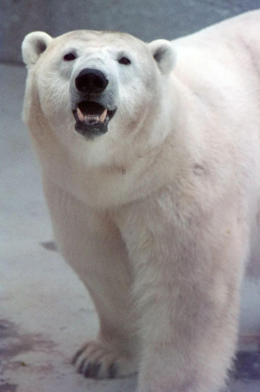 Ancient Adaptations and Hybrid Histories (Image Credits: Unsplash)