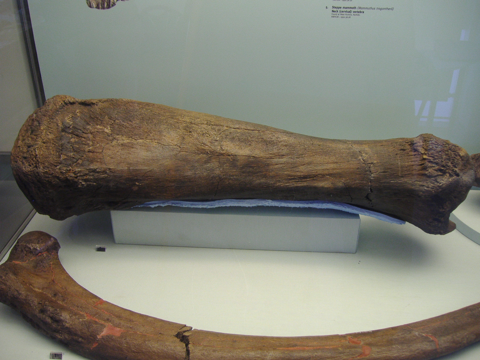 Bones, Memory, and Time (Image Credits: Wikimedia)