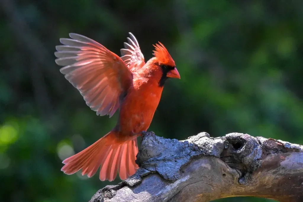 A Bird That Barely Ever Leaves Home (Image Credits: Rawpixel)