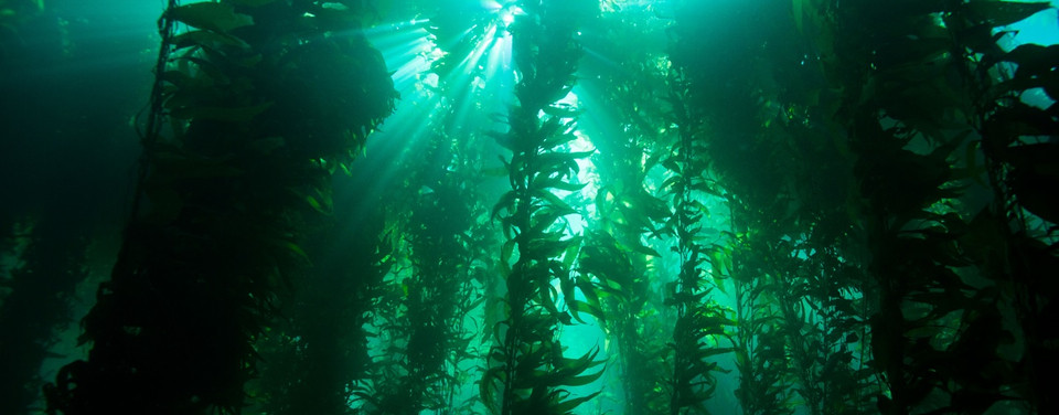 Marine Biodiversity Flourishes (Image Credits: Flickr)