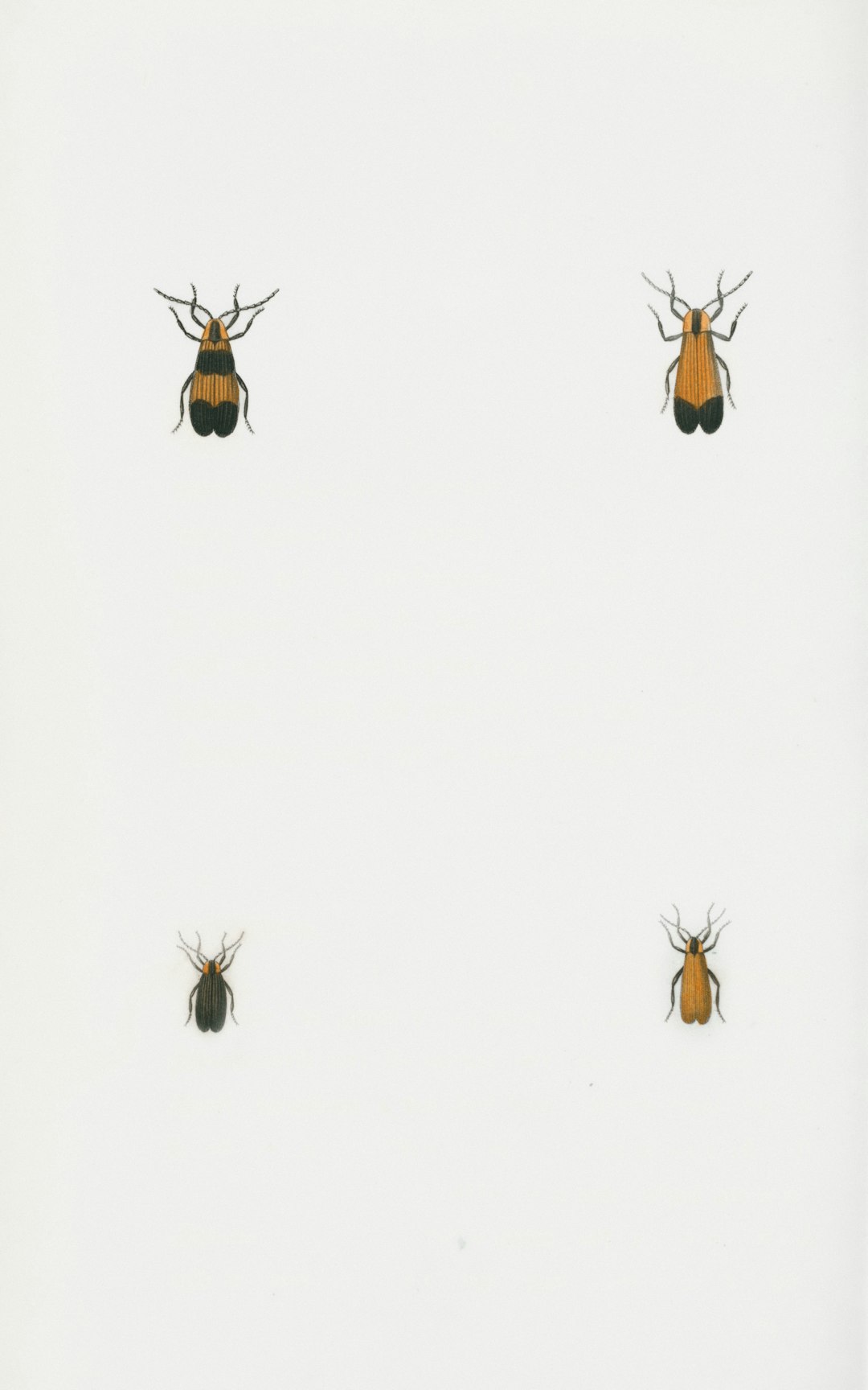 Animal Magnetoreception: The Mystery Compass in Living Bodies (Image Credits: Unsplash)