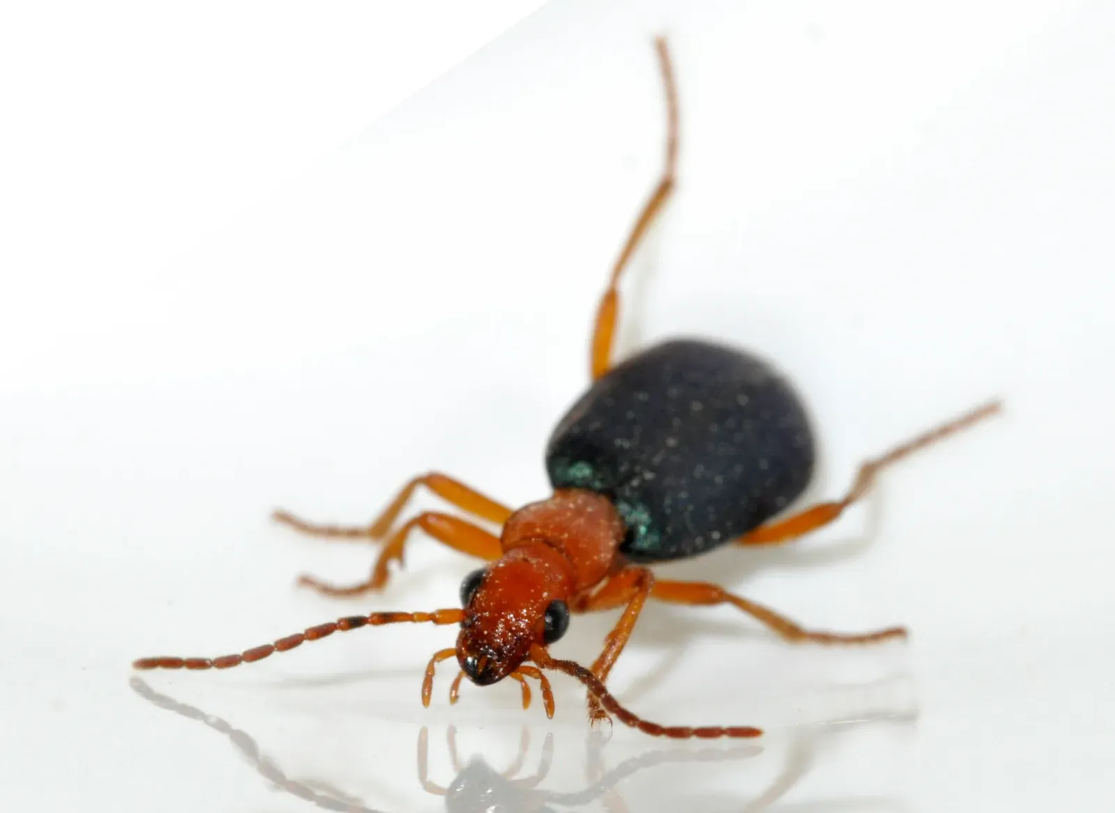 6. Turritopsis dohrnii's Cousin in Resilience: The Bombardier Beetle's Chemical Superpower (Image Credits: Wikimedia)