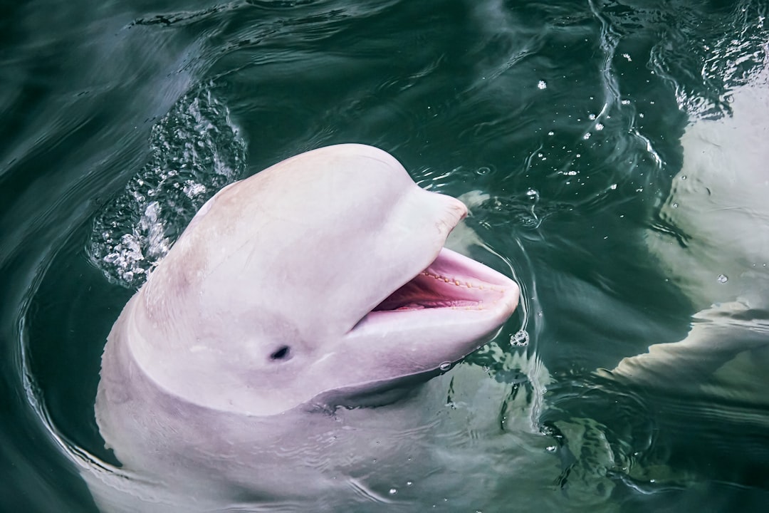 The Science Behind the Pink Wonder (Image Credits: Unsplash)