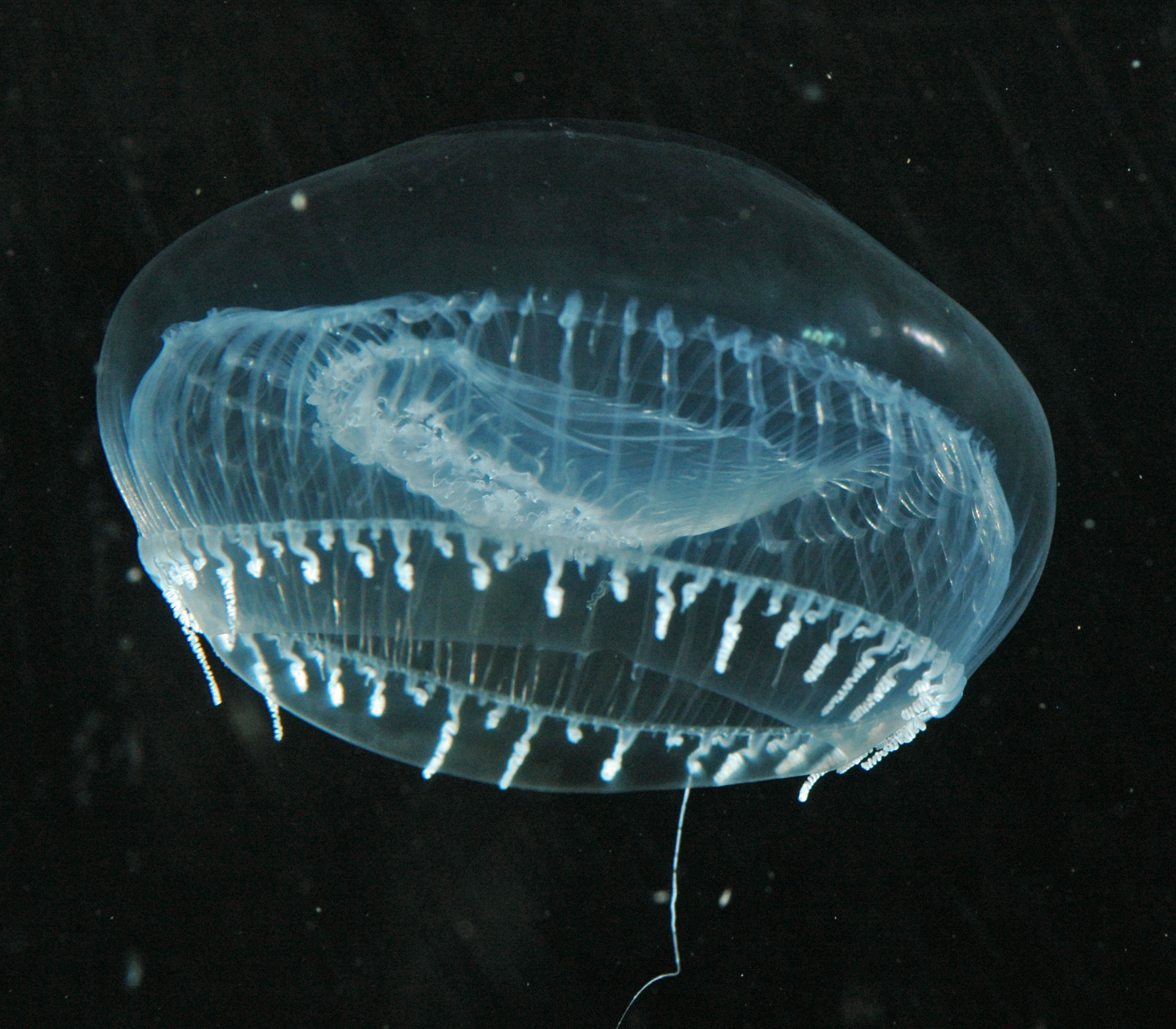 The Pisces Dreams: Crystal Jellyfish (Image Credits: Wikimedia)