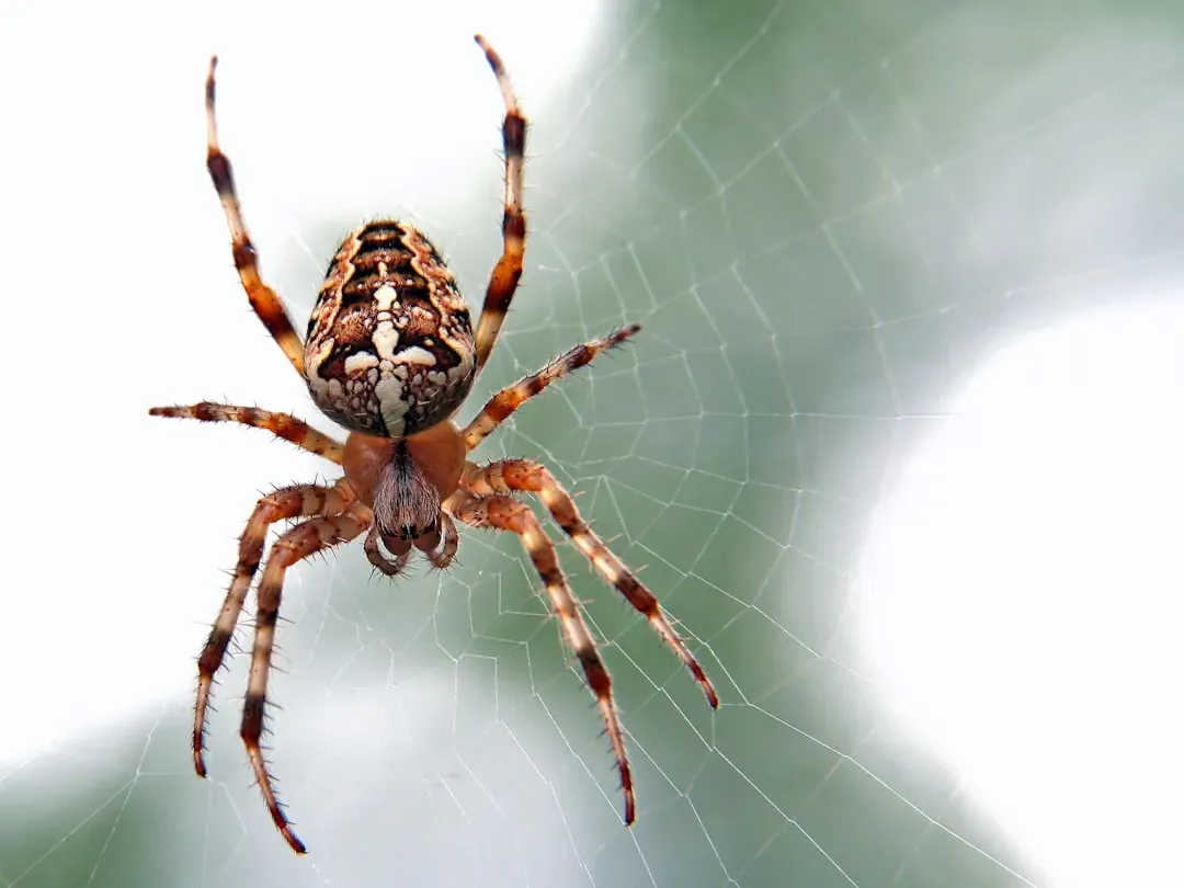 #3 - Spider Webs: The Original Nanometer-Precision Sensor Array (Image Credits: Unsplash)