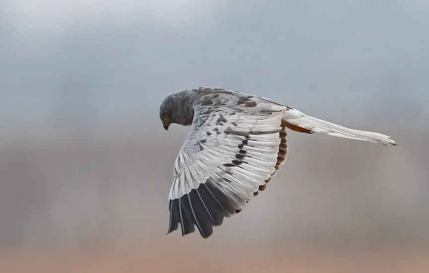 Virgo – The Harrier’s Methodical, Ground-Level Sweep (Image Credits: Flickr)
