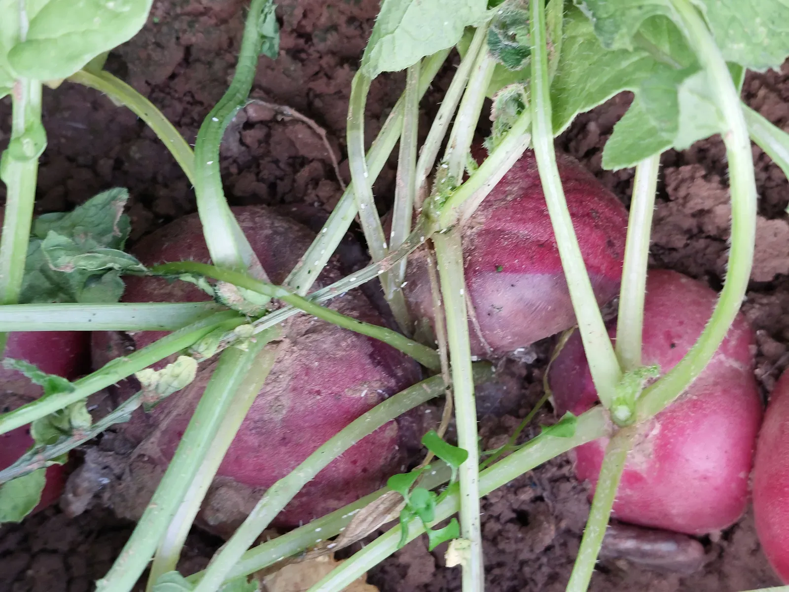 #2 - Sacrificial Radishes Actually Save Your Brassicas (By Schlaghecken Josef, CC BY-SA 4.0)