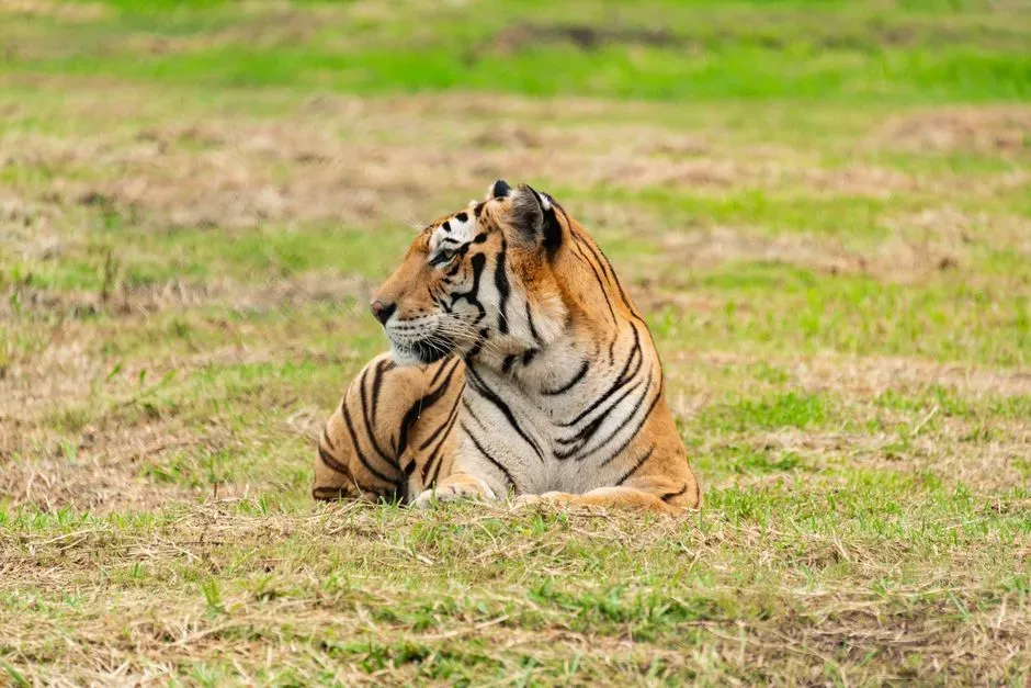 Rethinking Solitude: A More Honest View of Tiger Lives (Image Credits: Pexels)