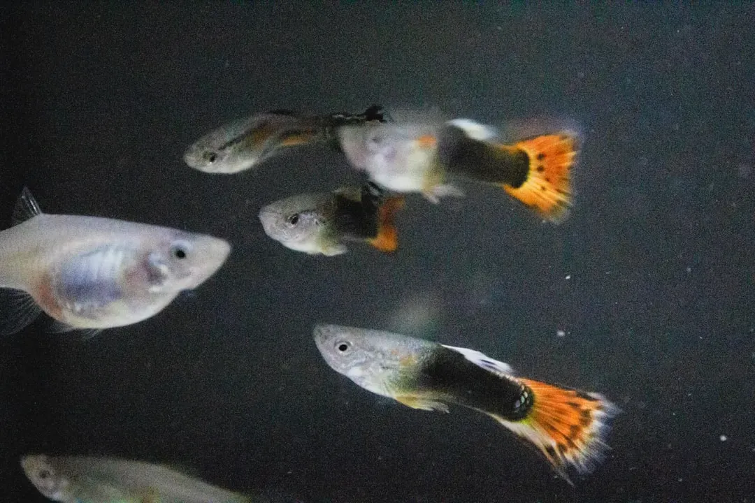Why Guppies Care So Much About Group Size (Image Credits: Unsplash)