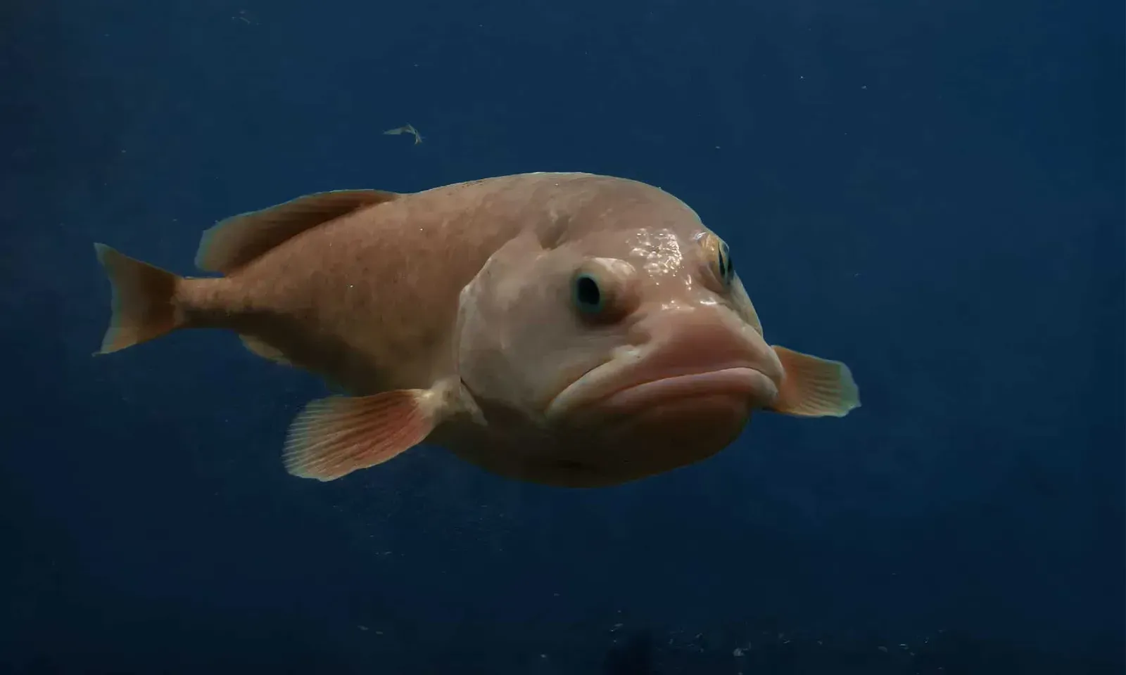 The Blobfish, Sad Meme Turned Deep Sea Survivor (Image Credits: Wikimedia)