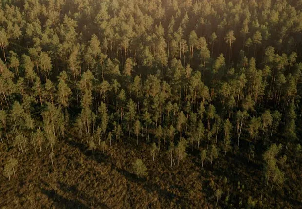 The Dark Side: Competition, Cheating, and Limits (Image Credits: Pexels)