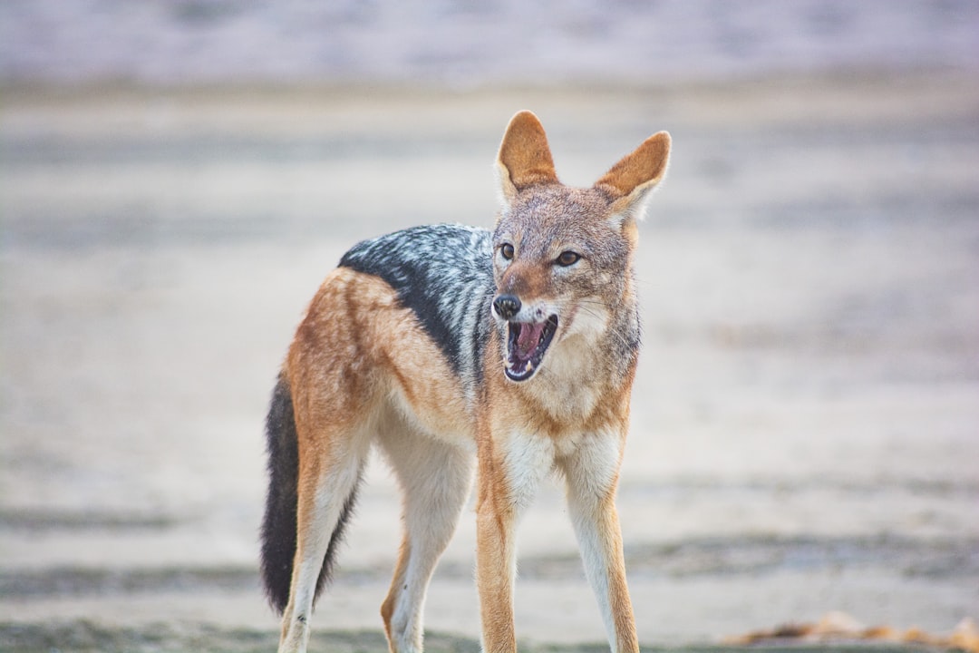 Global Perspectives (Image Credits: Unsplash)